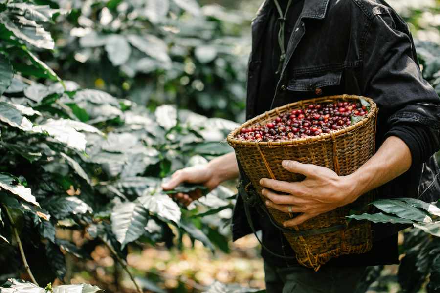 Company exporting high quality coffee beans in Vietnam